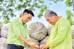 Doanh nghiệp lựa chọn cắt bớt một số tài sản để tập trung vốn vào lĩnh vực cốt lõi. Trong ảnh: Thu hoạch lúa tại vùng nguyên liệu của PAN. Ảnh: PAN