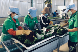 Lộ diện nhân sự do nhóm cổ đông nắm 34,5% vốn Hoàng Anh Gia Lai (HAG) đề cử vào HĐQT