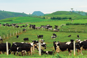 Vilico (VLC) chuẩn bị nhận hơn 65 tỷ đồng cổ tức từ Mộc Châu Milk (MCM)