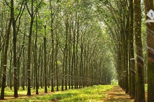 Cao su Tân Biên (RTB) trả cổ tức năm 2021 bằng tiền, tỷ lệ 15% 