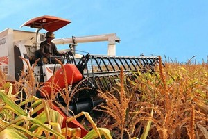 HAGL Agrico (HNG) nêu lộ trình khắc phục chứng khoán bị kiểm soát, mục tiêu lợi nhuận năm 2028 đạt 2.450 tỷ đồng