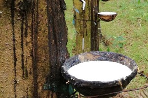 Cao su Thống Nhất (TNC) chốt quyền chia cổ tức 20% bằng tiền mặt