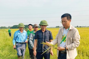 Phân bón NPK Phú Mỹ sử dụng cho cánh đồng mẫu lớn đạt năng suất cao