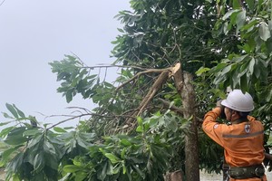 Điện lực miền Bắc dồn toàn lực ứng phó với bão Talim