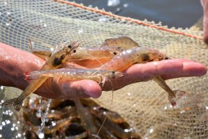 Hoa Kỳ áp thuế sơ bộ với tôm Việt 35,29%, Vasep nghi có sai sót và đề nghị tính toán lại 