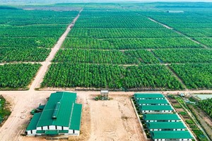 Nông nghiệp Trường Hải lãi hơn 6,1 tỷ đồng trong nửa đầu năm 