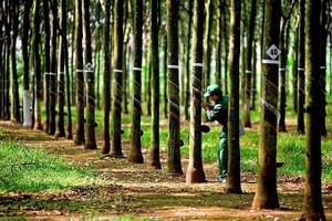 Dù có hơn 21.000 cổ đông, Tập đoàn Cao su Việt Nam (GVR) vẫn chưa đạt điều kiện về cơ cấu cổ đông