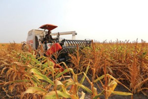 HAG đang trồng thí điểm bắp ở Campuchia