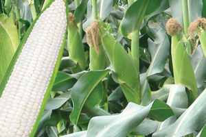 Quý I, NSC đạt 36,3 tỷ đồng lợi nhuận sau thuế