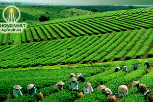 GTN: Công ty của Chủ tịch HĐQT muốn tăng gấp đôi sở hữu