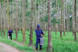 VRG được thoái vốn theo lô qua thỏa thuận