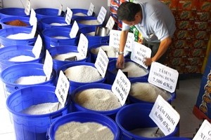 Ảnh minh họa. (Nguồn: Đình Huệ/TTXVN)