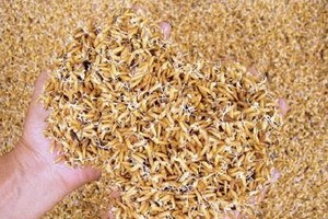 Hạt lúa giống. Ảnh minh họa. (Nguồn: Internet)