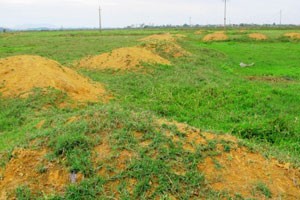 Bãi đất 25 héc-ta bị bỏ hoang gần chục năm nay