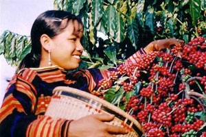 Bổ sung chứng cứ kiện đòi thương hiệu cà phê Buôn Ma Thuột