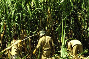 HAG đang đầu tư Cụm công nghiệp mía đường Hoàng Anh Attapeu trị giá 100 triệu USD tại Lào với công suất 7.000 tấn/ngày