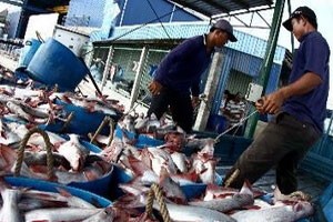 Chuyển cá tra từ bến đưa đi chế biến
