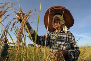 Chương trình tạm trữ lúa gạo đầu tiên của Thái Lan kéo dài từ tháng 10/2011-9/2012 - Ảnh: AFP/MSNBC.