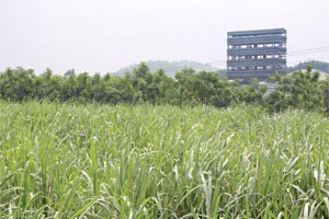 DN mía đường sẽ cán đích lợi nhuận năm