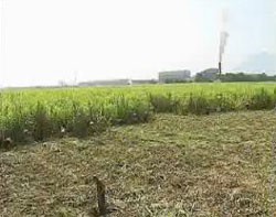 SBT: Nữ hoàng mía đường Huỳnh Bích Ngọc rút khỏi HĐQT