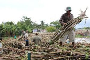 Phê duyệt phương án cổ phần hóa 2 tổng công ty mía đường