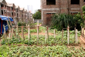 Biệt thự triệu đô thành ao cá, chuồng gà