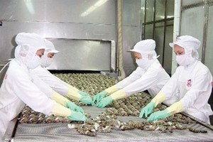 “Vua tôm” Minh Phú đang được giới truyền thông và nhà đầu tư chú ý với thông tin xin huỷ niêm yết