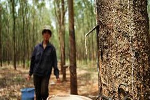 Cẩn trọng với cổ phiếu DN cao su tự nhiên