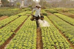 Quỹ tín dụng phát huy vai trò cấp vốn nhỏ tốt hơn ngân hàng