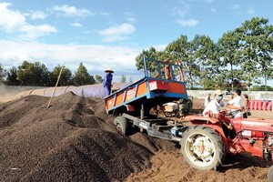 Ngành cà phê Việt Nam đang thu hút sự quan tâm của nhiều nhà đầu tư lớn nước ngoài. Ảnh: Đức Thanh