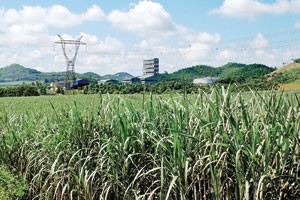 LSS thoái lui đầu tư dàn trải