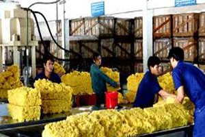Bộ Tài chính đề xuất giảm thuế để hỗ trợ DN cao su