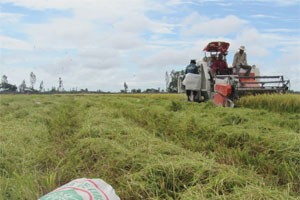AGPPS sẽ phát hành cổ phiếu cho nông dân