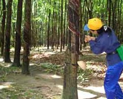 TNC dự kiến cả năm đạt 40 tỷ đồng lợi nhuận trước thuế 