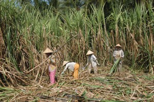 DATC giảm tỷ lệ sở hữu tại SLS xuống còn 40,71%