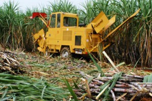 Cổ phiếu mía đường gặp khó