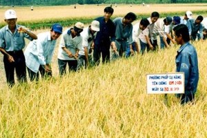 SSC chi trả tạm ứng cổ tức 10% đợt 1/2013