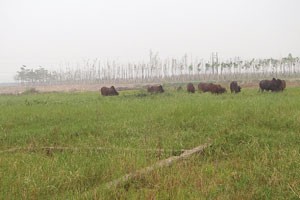 Xử lý dự án chưa có báo cáo tại huyện Mê Linh