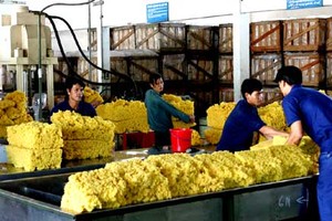 Quý I/2014, PHR đặt mục tiêu lãi 70 tỷ đồng 