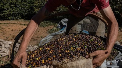 Brazil đẩy mạnh trồng cà phê robusta