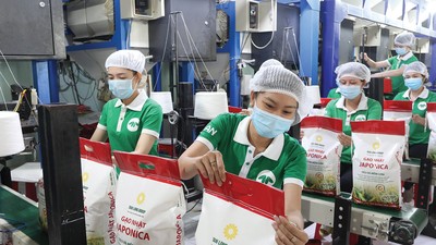 Trong tháng 9, xuất khẩu gạo cả nước chỉ đạt 467.000 tấn, giảm gần một nửa so với tháng 8