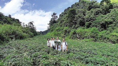 “Cây vàng” đã hồi sinh rừng núi Bắc Hà 