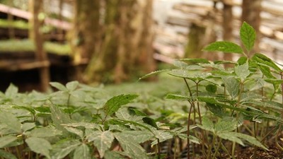 Đà Nẵng kích hoạt đầu tư vào công nghiệp dược liệu 