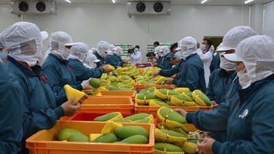 Kỳ tích của doanh nghiệp xuất khẩu rau quả 