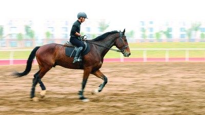 Chiêm ngưỡng ngựa quý triệu đô ở Hải Phòng