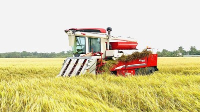 Thu hoạch lúa ở Đồng bằng sông Cửu Long. Ảnh Lê Toàn