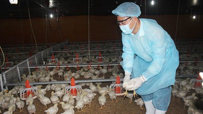 Doanh nghiệp chăn nuôi phân hóa