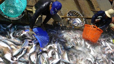 Doanh nghiệp thủy sản được khuyến nghị đa dạng hóa tuyến vận chuyển, ưu tiên hợp đồng vận chuyển dài hạn thay vì phụ thuộc hoàn toàn vào thị trường giao ngay.