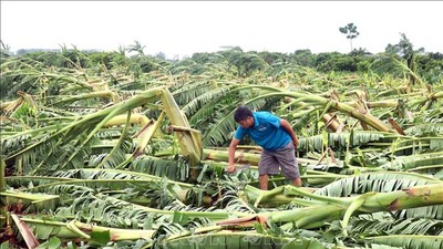 Bảo hiểm nông nghiệp bước đầu phát huy hiệu quả trong việc hỗ trợ người sản xuất nông nghiệp giảm thiểu rủi ro tài chính trước thiên tai, dịch bệnh. Ảnh: Đinh Văn Nhiều/TTXVN 