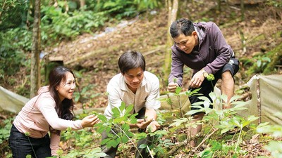 TP. Đà Nẵng đang mở rộng ươm trồng sâm giống Ngọc Linh để phát triển ngành công nghiệp dược liệu 